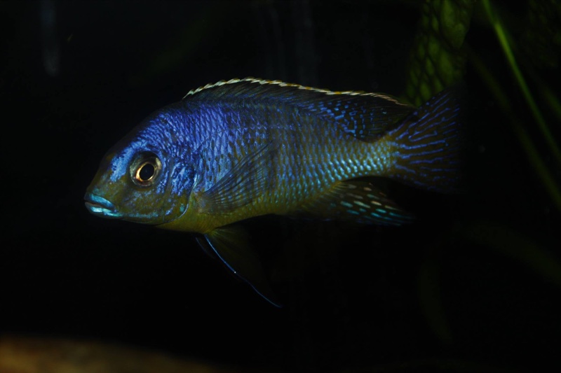 Protomelas sp. 'steveni imperial' Pombo Rocks